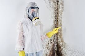 Mold Odor Removal Services in Licking, MO